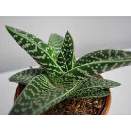Aloes variegata 'Magic'