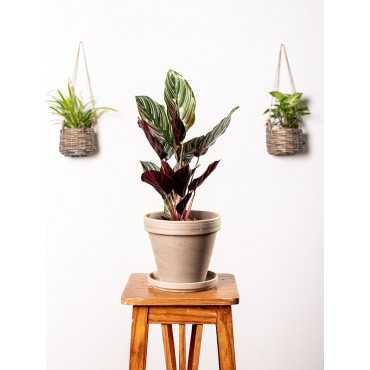 Kalatea 'Sanderiana' | Mała