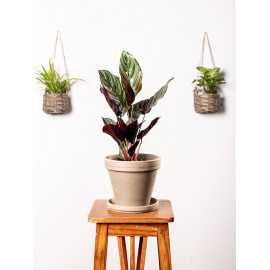 Kalatea 'Sanderiana' | Mała