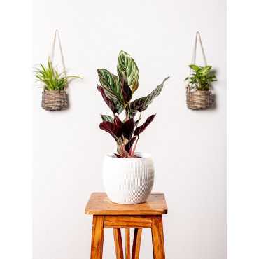 Kalatea 'Sanderiana' | Mała