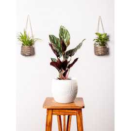 Kalatea 'Sanderiana' | Mała