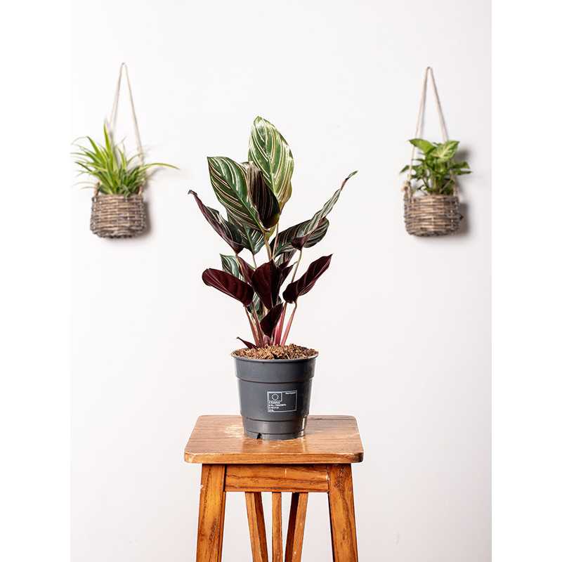 Kalatea 'Sanderiana' | Mała