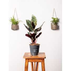 Kalatea 'Sanderiana' | Mała