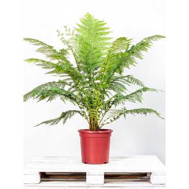 Dicksonia | Paproć drzewiasta