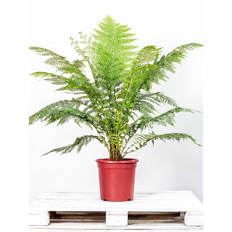 Dicksonia | Paproć drzewiasta
