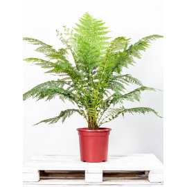 Dicksonia | Paproć drzewiasta