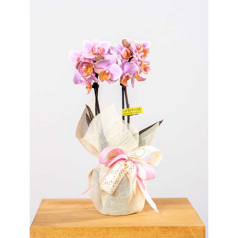 Storczyk miniaturowy mix kolorów z przybraniem