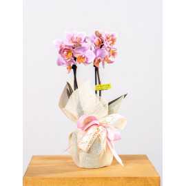 Storczyk miniaturowy mix kolorów z przybraniem