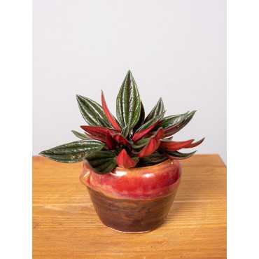 Peperomia 'Rosso' w doniczce