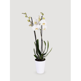 Storczyk Phalaenopsis biały| Długo kwitnie