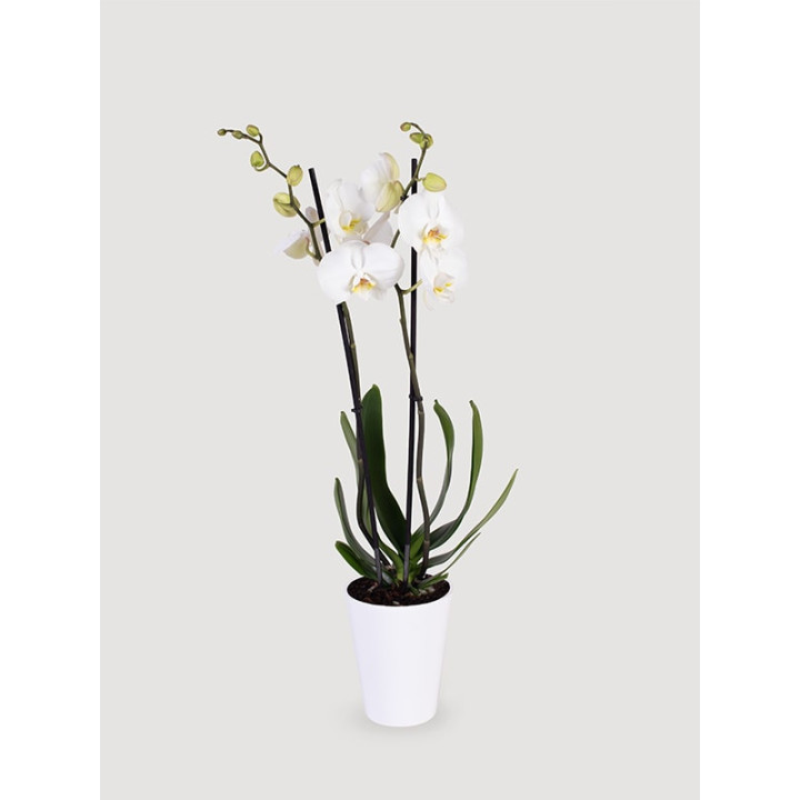 Storczyk Phalaenopsis biały| Długo kwitnie