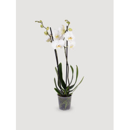 Storczyk Phalaenopsis biały| Długo kwitnie