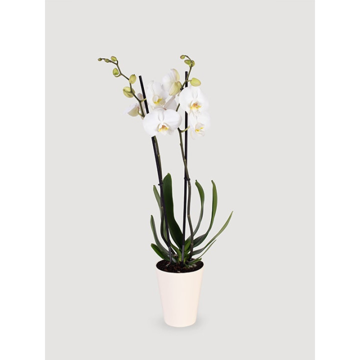 Storczyk Phalaenopsis biały| Długo kwitnie