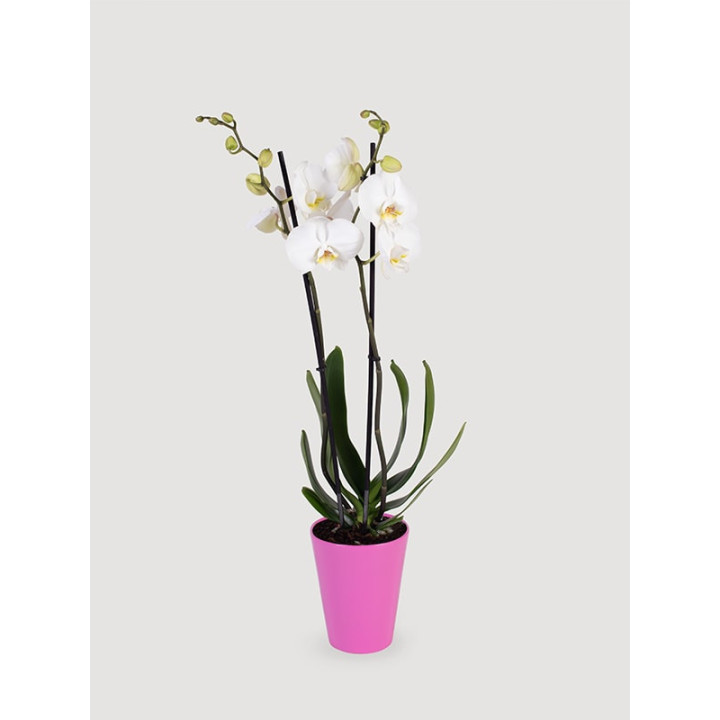 Storczyk Phalaenopsis biały| Długo kwitnie