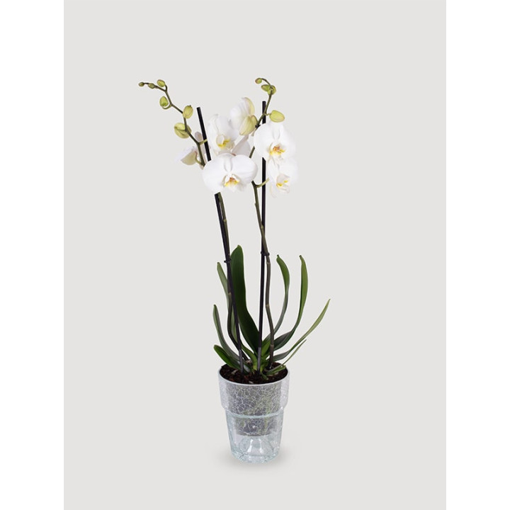 Storczyk Phalaenopsis biały| Długo kwitnie