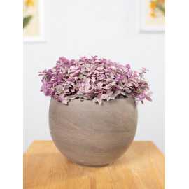 Callisia 'Pink Lady'