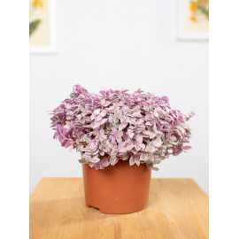 Callisia 'Pink Lady'