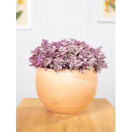 Callisia 'Pink Lady'