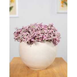 Callisia 'Pink Lady'