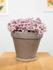 Callisia 'Pink Lady'