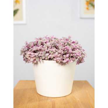 Callisia 'Pink Lady'