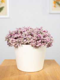 Callisia 'Pink Lady'