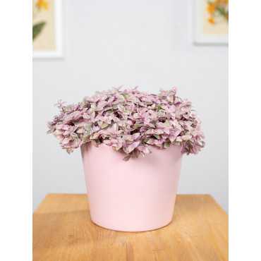 Callisia 'Pink Lady'