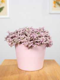 Callisia 'Pink Lady'