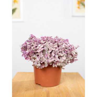 Callisia 'Pink Lady'