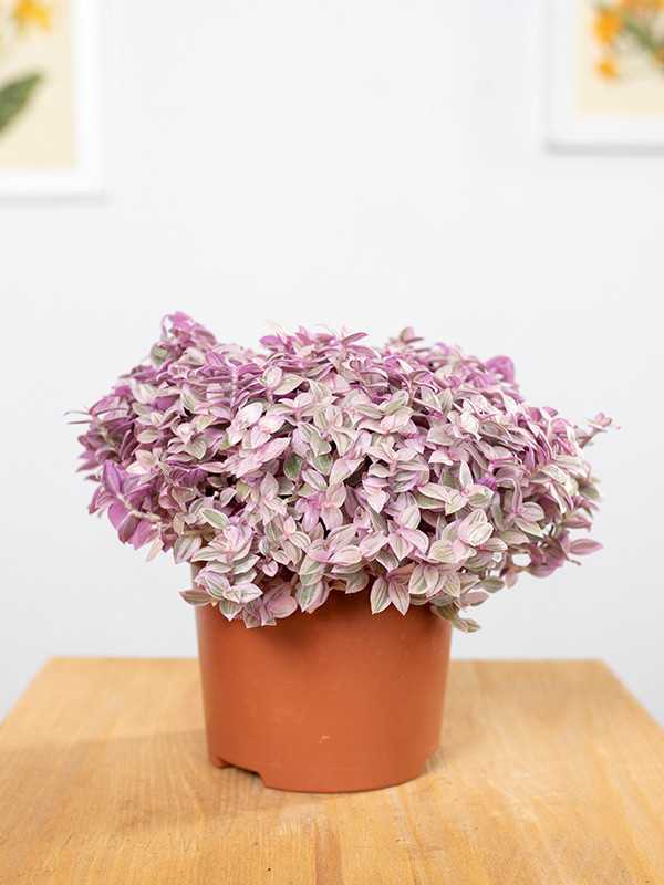 Callisia 'Pink Lady'