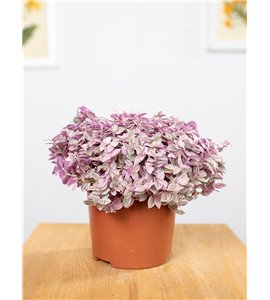 Callisia 'Pink Lady'