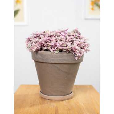 Callisia 'Pink Lady'