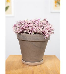 Callisia 'Pink Lady'