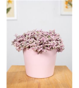 Callisia 'Pink Lady'