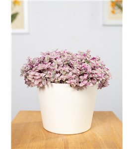 Callisia 'Pink Lady'