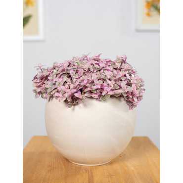 Callisia 'Pink Lady'