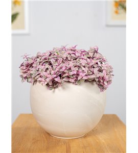 Callisia 'Pink Lady'