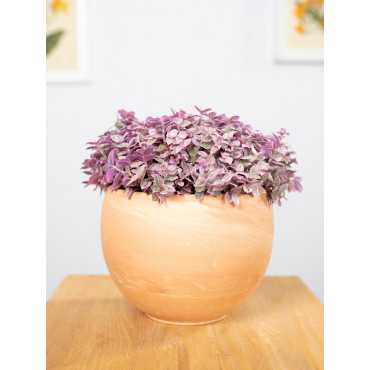 Callisia 'Pink Lady'