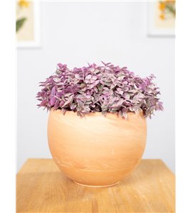 Callisia 'Pink Lady'