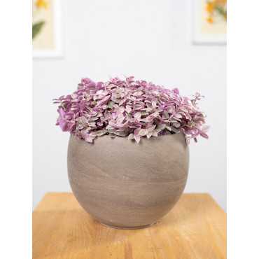 Callisia 'Pink Lady'