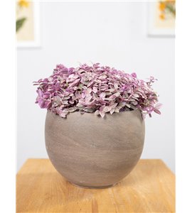 Callisia 'Pink Lady'