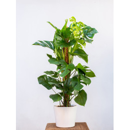 Monstera na pniu