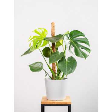 Monstera na pniu