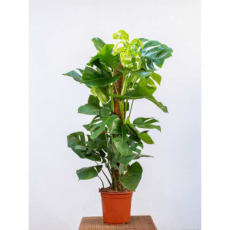 Monstera na pniu Monstera na pniu