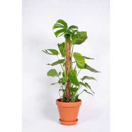 Monstera na pniu