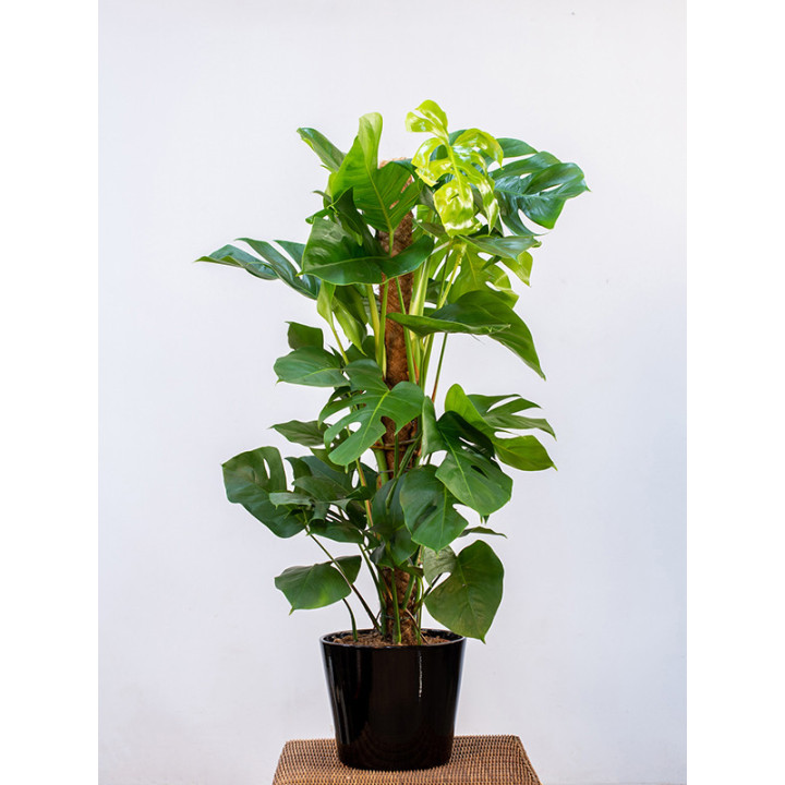 Monstera na pniu