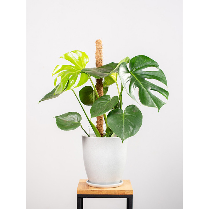 Monstera na pniu
