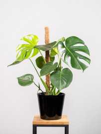 Monstera na pniu