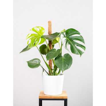 Monstera na pniu