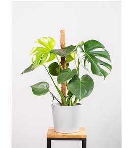 Monstera na pniu
